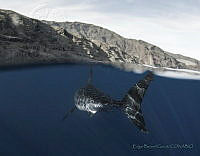 EBG15 Carcharodon carcharias.jpg