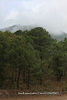 AKGC019 Pinus devoniana.JPG