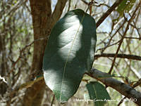 MEGA 0741 Morisonia americana.JPG