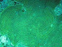 HPE095 Agaricia lamarcki.jpg