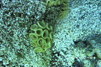 NE018 0767 Palythoa mutuki.jpg