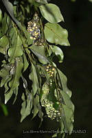 LAMH061 Agalychnis sp..jpg