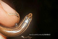 JCC0438 Plestiodon lynxe.JPG