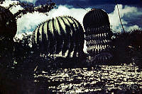 3190 Echinocactus platyacanthus.jpg