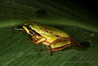 LAMA002 Dryophytes walkeri.jpg