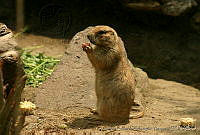 CEOV0182 Cynomys mexicanus.jpg