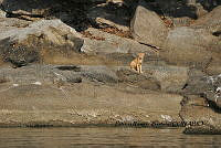 HJ6- 0725- Gato en isla de anidación de aves en Laguna de Coyuca.jpg