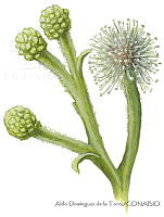 ADDLT0009 Conocarpus erectus.JPG