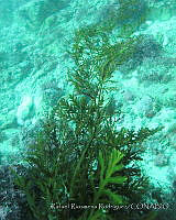 RRR0130 Stephanocystis osmundacea.JPG