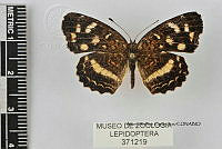 JF018 0550 Anthanassa frisia tulcis.jpg