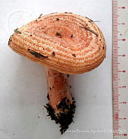 CBA0329 Lactarius sanguifluus.JPG