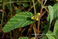 JF078 0729 Waltheria americana.jpg