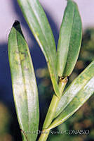 PDA0127 Oncidium sp..JPG