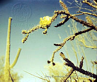 3195 Carnegiea gigantea.jpg