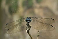 IMDOC1885 Libellulidae.jpg