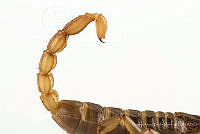 MASM07705 Diplocentrus sp..jpg