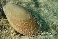 NE018 0257 Ctenoides.jpg