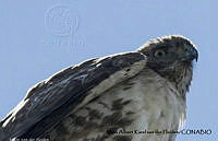 AAKVDH 0008 Buteo jamaicensis.JPG