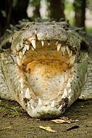 IMDOC0978 Crocodylus acutus.jpg