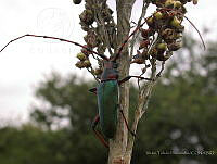 VHHT020 Stenaspis verticalis ssp. verticalis.jpg