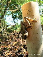 AIV036 Smilisca baudinii.JPG