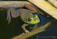 VHL0262 Lithobates catesbeianus.jpg