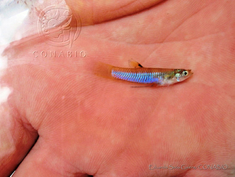 ESG0110%20Poeciliopsis%20fasciata.jpg.rSfjsrL1Mc8dtTNjQA3g0JtbmFja29CbnFuZ3NAbXJ6LGtwZwA.YdhXmMFdDT