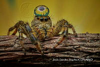 MN6PG0261 Paraphidippus aurantius.jpg