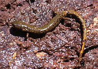 LCM0086 Pseudoeurycea lynchi.jpg