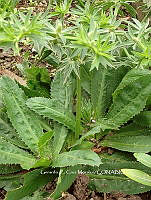 RG055 0035 Eryngium foetidum.jpg