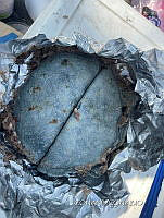 WH009 003 Zea mays.jpg