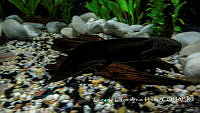 LCF0404 Ambystoma mexicanum.jpg