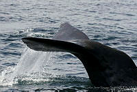 CNS0858 Physeter macrocephalus.jpg