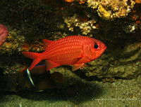 CMGV0143 Myripristies leiognathus.jpg
