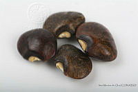 IMDOC2554 Phaseolus lunatus.jpg