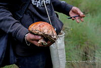 IMDOC Hong 0103 Boletus edulis.jpg