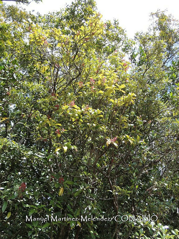 JF092%200818%20Arachnothryx%20laniflora.jpg.nyemj7r1MXnHi8dhQA3g0JtbmFja29CbnFuZ3NAbXJ6LGtwZwA.IE464pbxmg