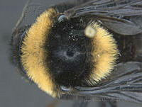 JAMR123 Bombus medius.jpg