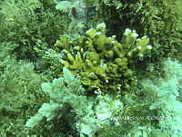 NE018 0062 Millepora alcicornis.jpg