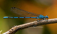 SM0432 Argia plana.jpg
