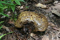DK0735 Fungi.jpg