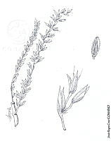 JRCEE014-171 Zea mays.jpg