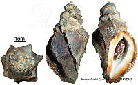 KT014 0880 Vitularia salebrosa.JPG