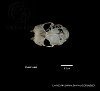 LESS 0101 Balantiopteryx plicata plicata.JPG