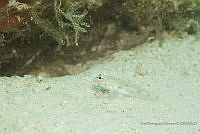 IDG1546 Coryphopterus sp..jpg