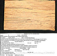 CMyFO 00971 Alnus acuminata ssp. arguta.JPG
