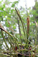 AKGC044 Tillandsia schiedeana.JPG