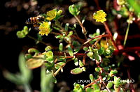 JF078 0603 Portulaca oleracea.jpg