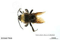 ME006 Abejas 0084 Bombus  rufocinctus Cresson, 1862.jpg