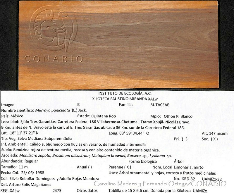CMyFO%2000804%20Murraya%20paniculata.JPG.rifP4ZH0MYFlqdVhQA3g0JtbmFja29CbnFuZ3NAbXJ6LGtwZwA.VlJYARx1eO